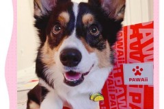 宠物餐具也要讲究，选对了狗狗更爱吃饭​